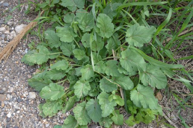 Erodium malacoides